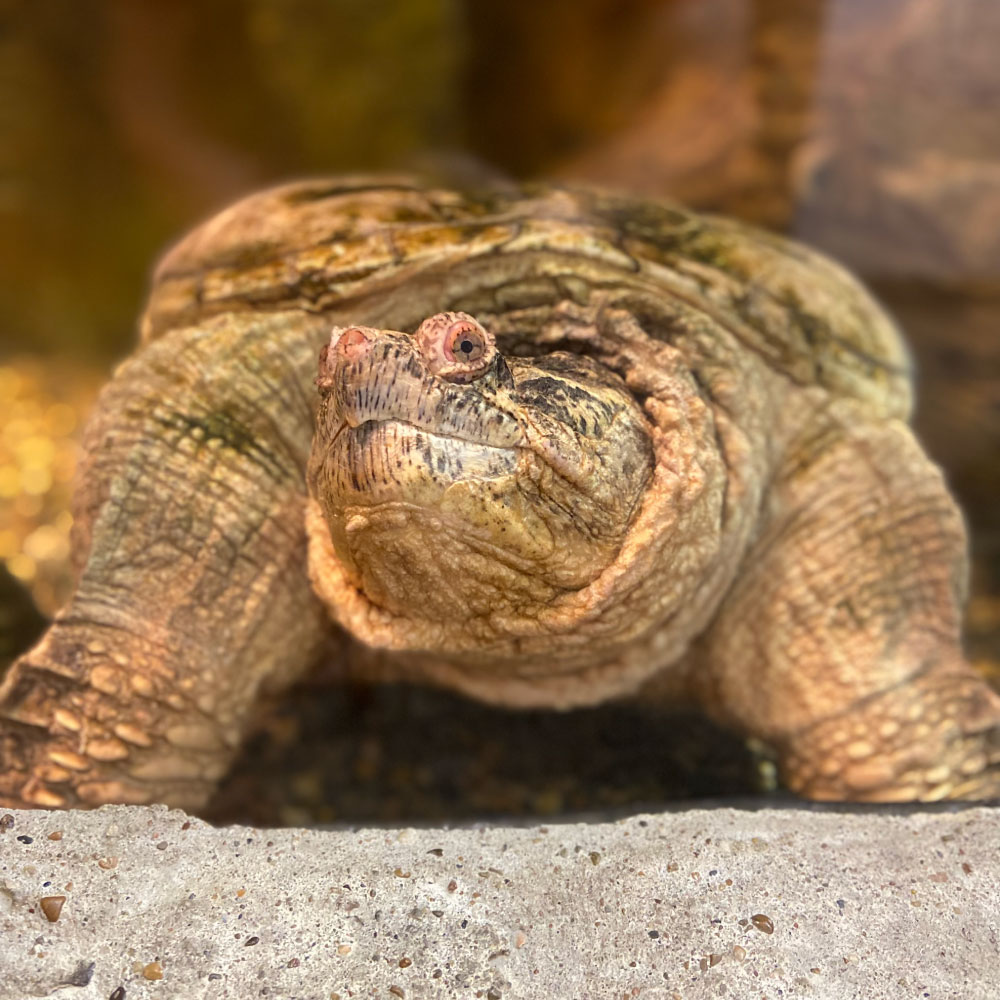 Buffed Turtle Shell Animal Ambassadors - Discovery Center at Murfree Spring