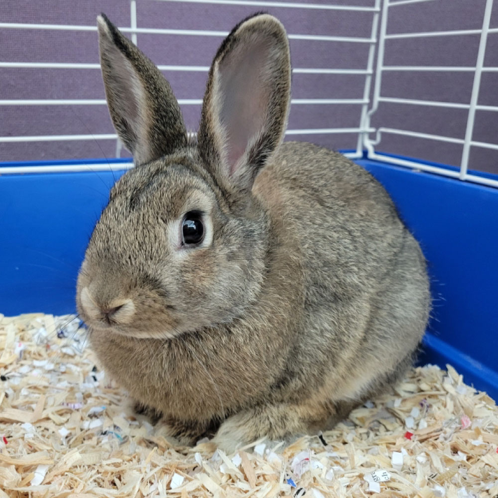Mixy Rabbits Animal Ambassadors - Discovery Center at Murfree Spring