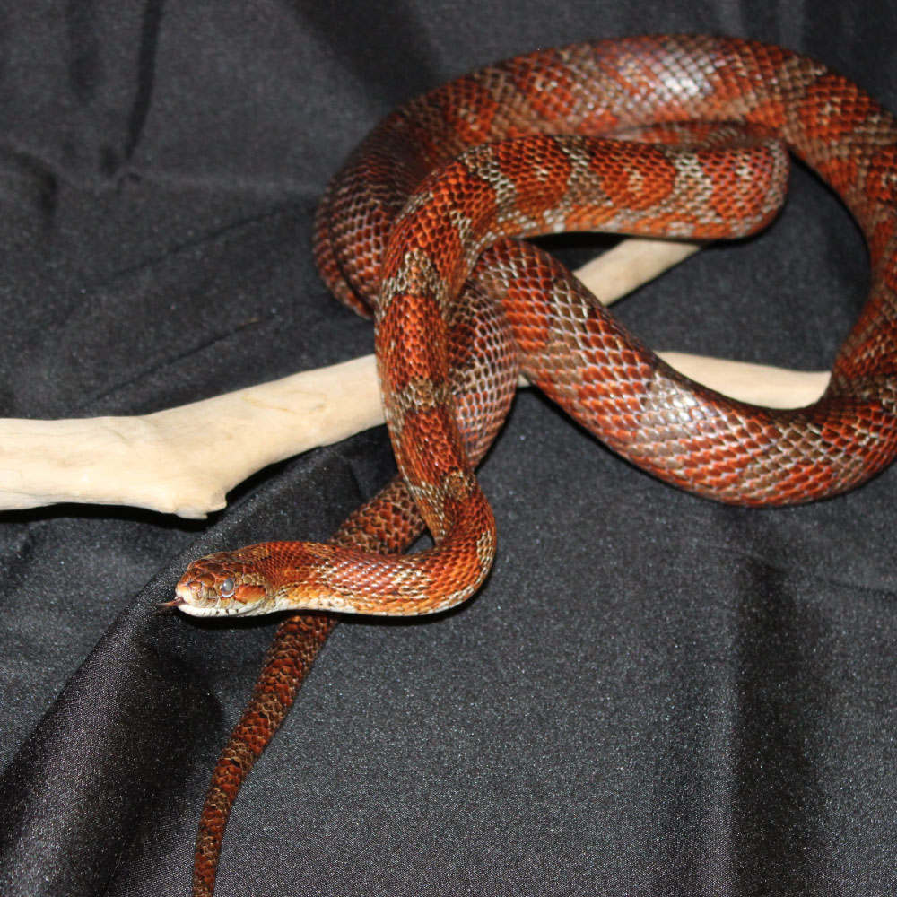 Animal Ambassadors - Discovery Center at Murfree Spring